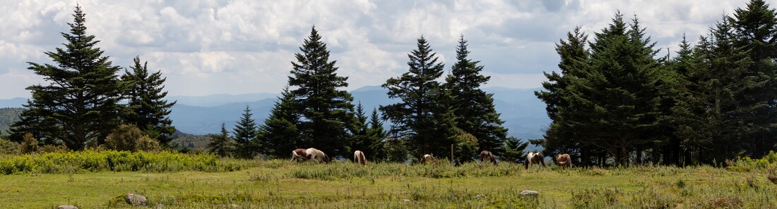 A herd of wild ponies grazing along the Appalachian Trail at Rhododendron Gap near Damascus Virginia