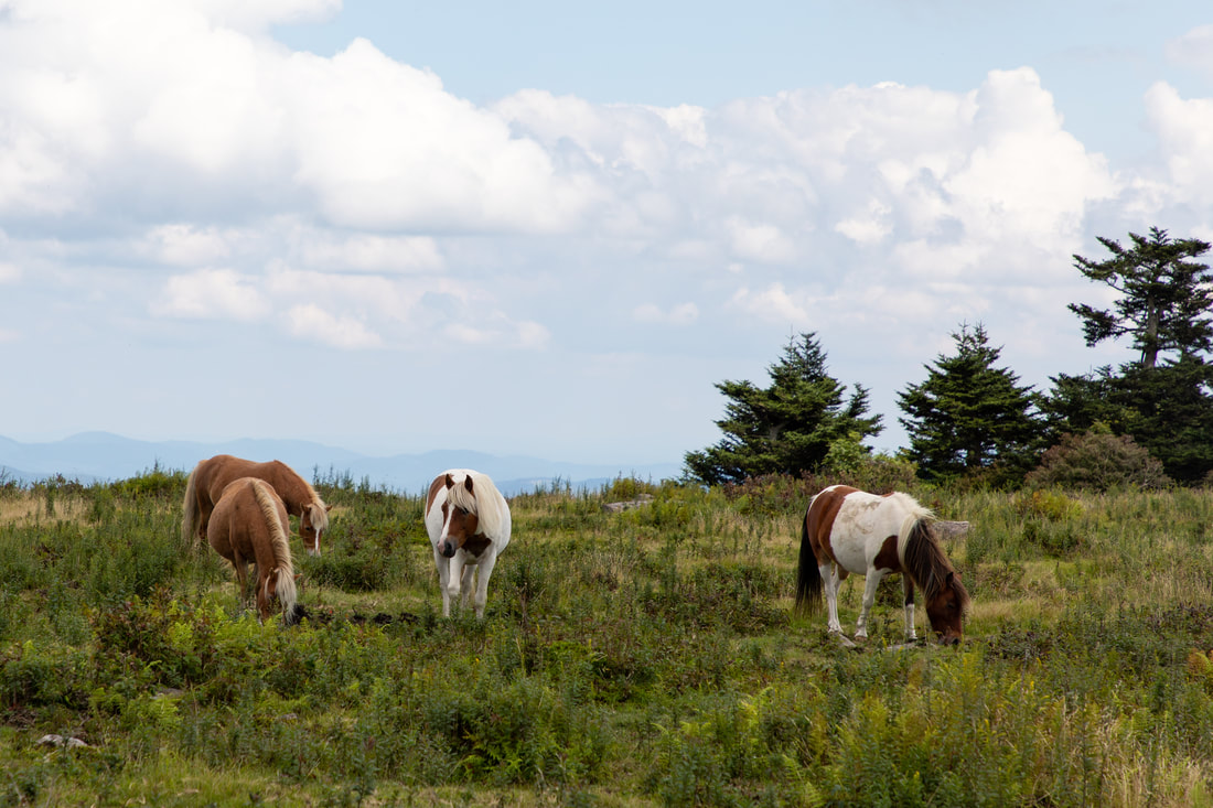 Wild ponies on Wilburn Ridge at Mount Rogers National Recreation Area near Damascus Virginia